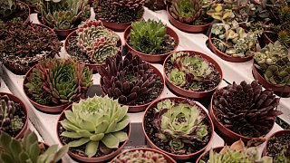 Höxter: Gartenfest Corvey 2019