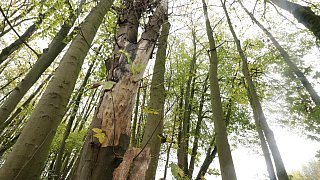 Herford: Im Hombergwald treibt ein schädlicher Pilz sein Unwesen