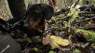 Herford: Im Hombergwald treibt ein schädlicher Pilz sein Unwesen