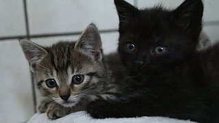 Paderborn: Viele Katzen warten im Tierheim auf ein neues Zuhause