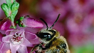 Fotostrecke Klima und Fauna