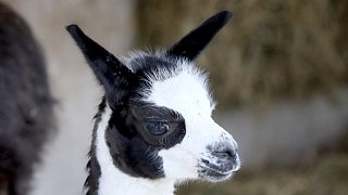 Die schönsten Fotos aus dem Tierpark Waldfrieden