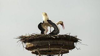 Erste Bilder von den nach Bielefeld zurückgekehrten Störchen