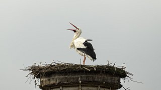 Erste Bilder von den nach Bielefeld zurückgekehrten Störchen