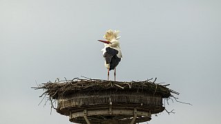 Erste Bilder von den nach Bielefeld zurückgekehrten Störchen