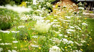 Wettberwerb Schönster Garten in OWL - Zu Besuch bei Jana Hermanns