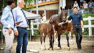 Fohlenschau, erstmals werden die Zwillingsfohlen einem Richterteam vorgestellt