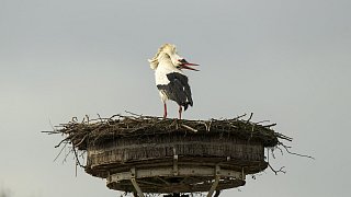 Erste Bilder von den nach Bielefeld zurückgekehrten Störchen