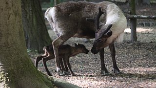 Die schönsten Fotos aus dem Tierpark Waldfrieden