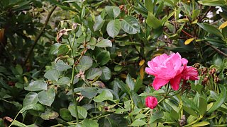 Garten von Mareike Hübner aus Löhne