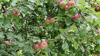 Garten von Mareike Hübner aus Löhne