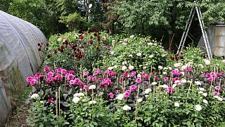 Garten von Mareike Hübner aus Löhne