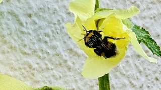 Bielefeld: Stockrosen-Schönheiten am Wegesrand mit Hummel-Besuch