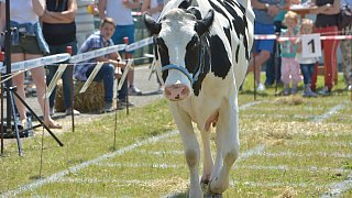 Geduldsprobe beim Kuhfladen-Roulette in Gütersloh