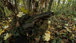 Herford: Im Hombergwald treibt ein schädlicher Pilz sein Unwesen
