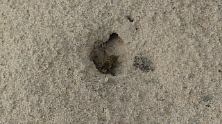Sandbienen im Kreis Gütersloh entdeckt