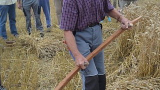 Borchen: Demonstration historischer Kornernte und Landtechnik