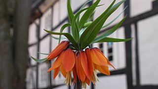 Kreis Höxter: NW-Fotoaktion Frühlingsanfang im Garten