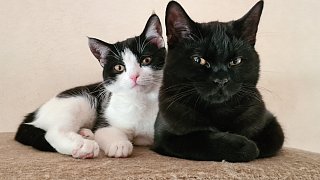 Die niedlichsten Katzen Bielefelds