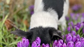 Kreis Höxter: NW-Fotoaktion Frühlingsanfang im Garten