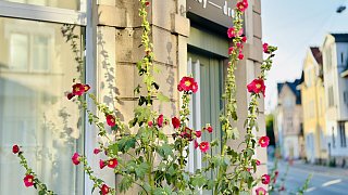 Bielefeld: Stockrosen-Schönheiten am Wegesrand mit Hummel-Besuch