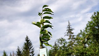 Überlebenskampf des Stadtwaldes im Teuto