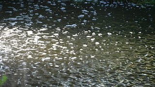 Fischesterben in der Ems: THW pumpt Wasser aus dem Fluss