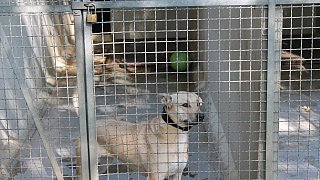 Viele Besucher beim Herbstfest zum 50. Jubiläum des Tierheimes