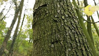 Herford: Im Hombergwald treibt ein schädlicher Pilz sein Unwesen