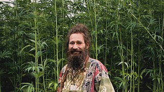 Steinheim: Reggae im Hanffeld