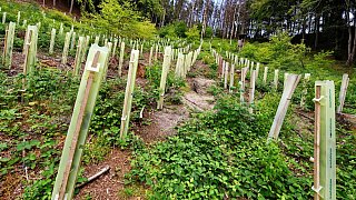 Überlebenskampf des Stadtwaldes im Teuto