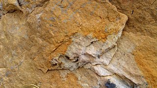Fossiler Fund unterhalb der ehemaligen Jugendherberge