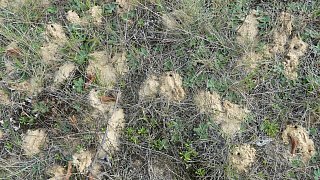 Sandbienen im Kreis Gütersloh entdeckt