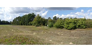 Sandbienen im Kreis Gütersloh entdeckt