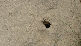 Sandbienen im Kreis Gütersloh entdeckt