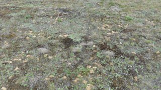 Sandbienen im Kreis Gütersloh entdeckt