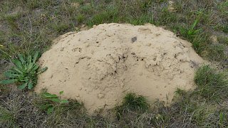 Sandbienen im Kreis Gütersloh entdeckt