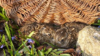 Kreis Höxter: NW-Fotoaktion Frühlingsanfang im Garten