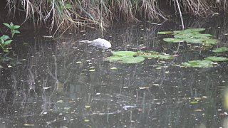 Fischesterben in der Ems: THW pumpt Wasser aus dem Fluss