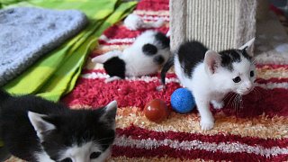 Paderborn: Viele Katzen warten im Tierheim auf ein neues Zuhause