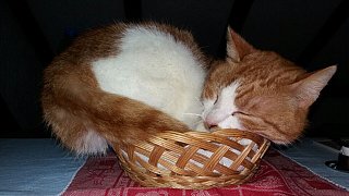 Die lustigsten Katzenfotos