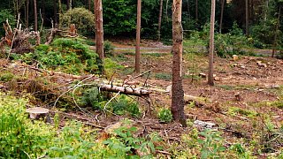 Überlebenskampf des Stadtwaldes im Teuto