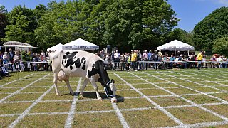 Geduldsprobe beim Kuhfladen-Roulette in Gütersloh