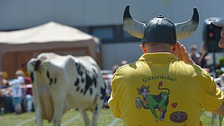 Geduldsprobe beim Kuhfladen-Roulette in Gütersloh