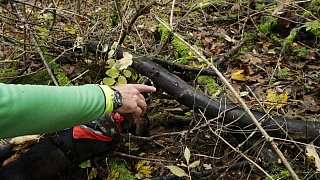 Herford: Im Hombergwald treibt ein schädlicher Pilz sein Unwesen