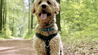 1. Vorentscheid zum Leser-Haustier des Jahres im Kreis Herford
