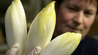 Das richtige Futter fürs Meerschweinchen