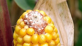 Das richtige Futter fürs Meerschweinchen