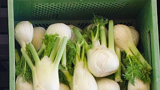 Das richtige Futter fürs Meerschweinchen