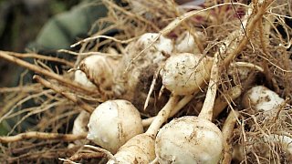 Das richtige Futter fürs Meerschweinchen